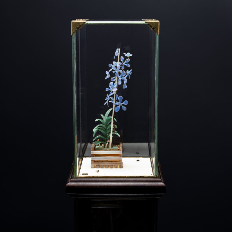 Flower Orchid Potted Plant